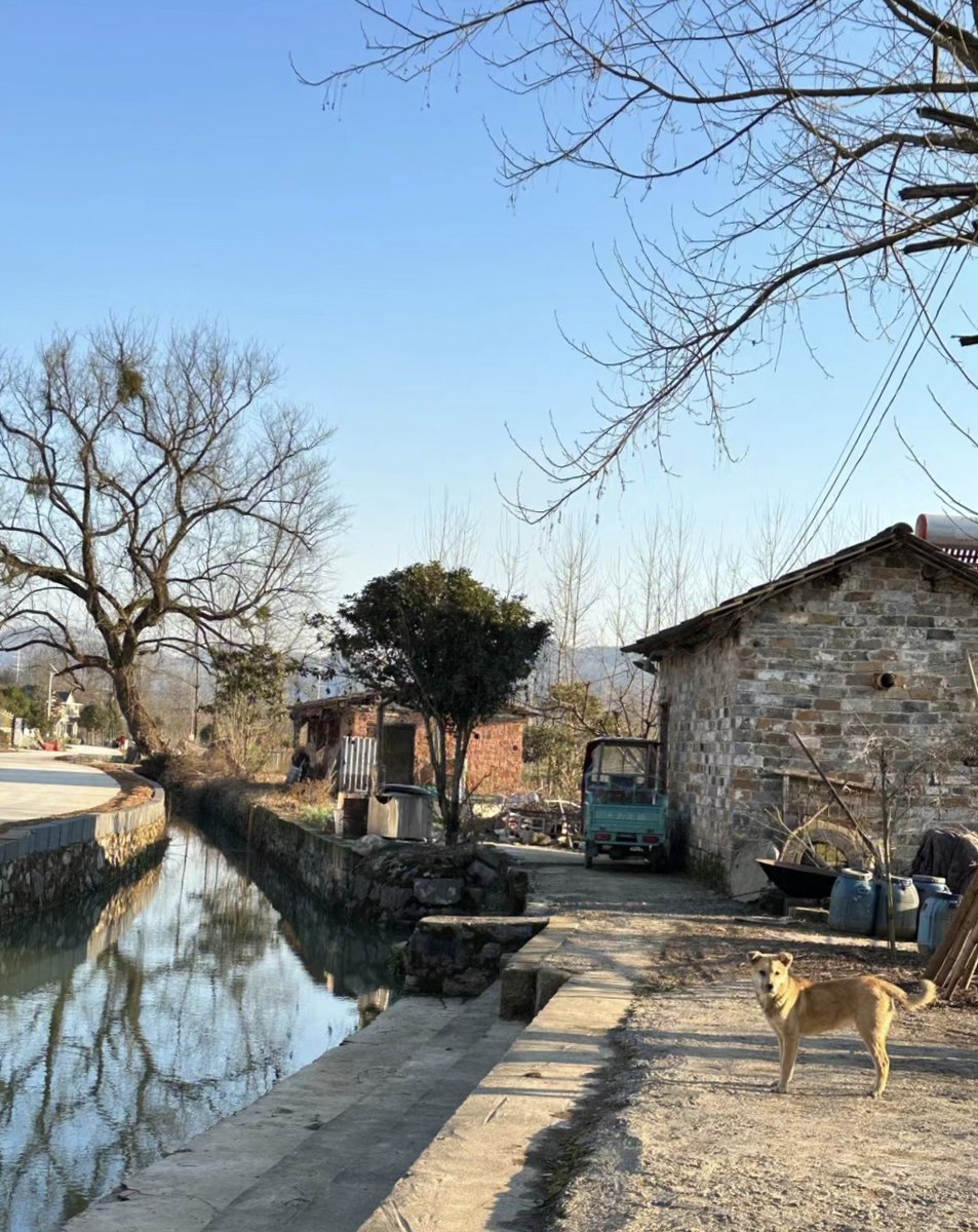 ilideum1's tweet photo. [In a rural yard, a heron perches on a bamboo pole beside a melon vine; a dog barks softly nearby, quiet country vibes!]， https://t.co/R287w1DNuS