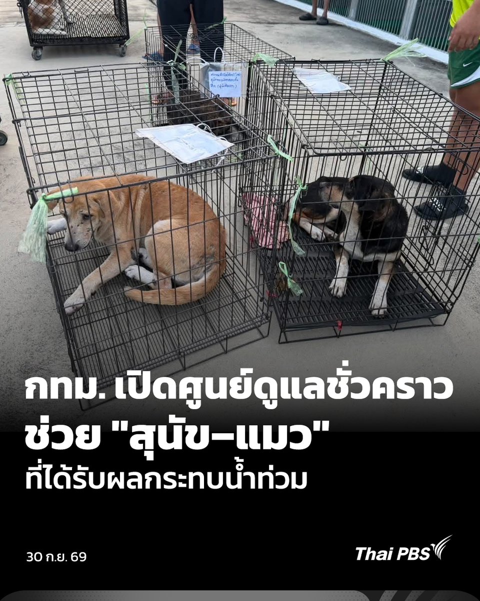 ThaiPBS's tweet photo. กทม. เปิดศูนย์ดูแลชั่วคราว ช่วย "สุนัข–แมว" รับผลกระทบน้ำท่วม

กทม. เปิดศูนย์ดูแลชั่วคราว ช่วย "สุนัข–แมว" ได้รับผลกระทบน้ำท่วม ทั้งสัตว์เลี้ยงและสัตว์จรจัด ล่าสุดขนย้ายมาดูแลแล้ว 23 ตัว

โดยเปิดรับฝากสุนัขและแมวชั่วคราว ในพื้นที่ที่ประกาศเป็นเขตประสบสาธารณภัย โดยสัตว์ต้องมีเจ้าของ หรือเป็นสัตว์จรจัดที่มีผู้ดูแล และสามารถยืนยันตัวตน เพื่อนำส่งคืนสถานที่เดิมได้ ศูนย์ฯ จะรับฝากจนกว่าสถานการณ์น้ำท่วมจะลดลง หรือสัตว์สามารถกลับไปอยู่ในพื้นที่ได้อย่างปลอดภัย

สอบถามข้อมูลเพิ่มเติมได้ที่ศูนย์ควบคุมสุนัขกรุงเทพมหานคร (ประเวศ) โทร. 02-328-7460 ฝ่ายสิ่งแวดล้อม สำนักงานเขตในพื้นที่ สายด่วน กทม. 1555 หรือ Traffy Fondue รวมถึงภาคีเครือข่าย ได้แก่ มูลนิธิ SOS Animal Thailand สมาคมพิทักษ์สัตว์ไทย และมูลนิธิ The Voice เสียงจากเรา

📌 อ่านต่อ : https://t.co/yozywnVuXO

📍 แจ้งพิกัดน้ำท่วม หรือขอความช่วยเหลือ กับ "ศูนย์สื่อสารภัยพิบัติไทยพีบีเอส" รับแจ้งสถานการณ์ทั้งในกรุงเทพฯ และต่างจังหวัด

☎️ โทร. 02-790-2111 หรือ 02-790-2630–2
💬 LINE @RongTookThaiPBS

#ThaiPBS #ข่าวไทยพีบีเอส #ข่าวที่คุณวางใจ