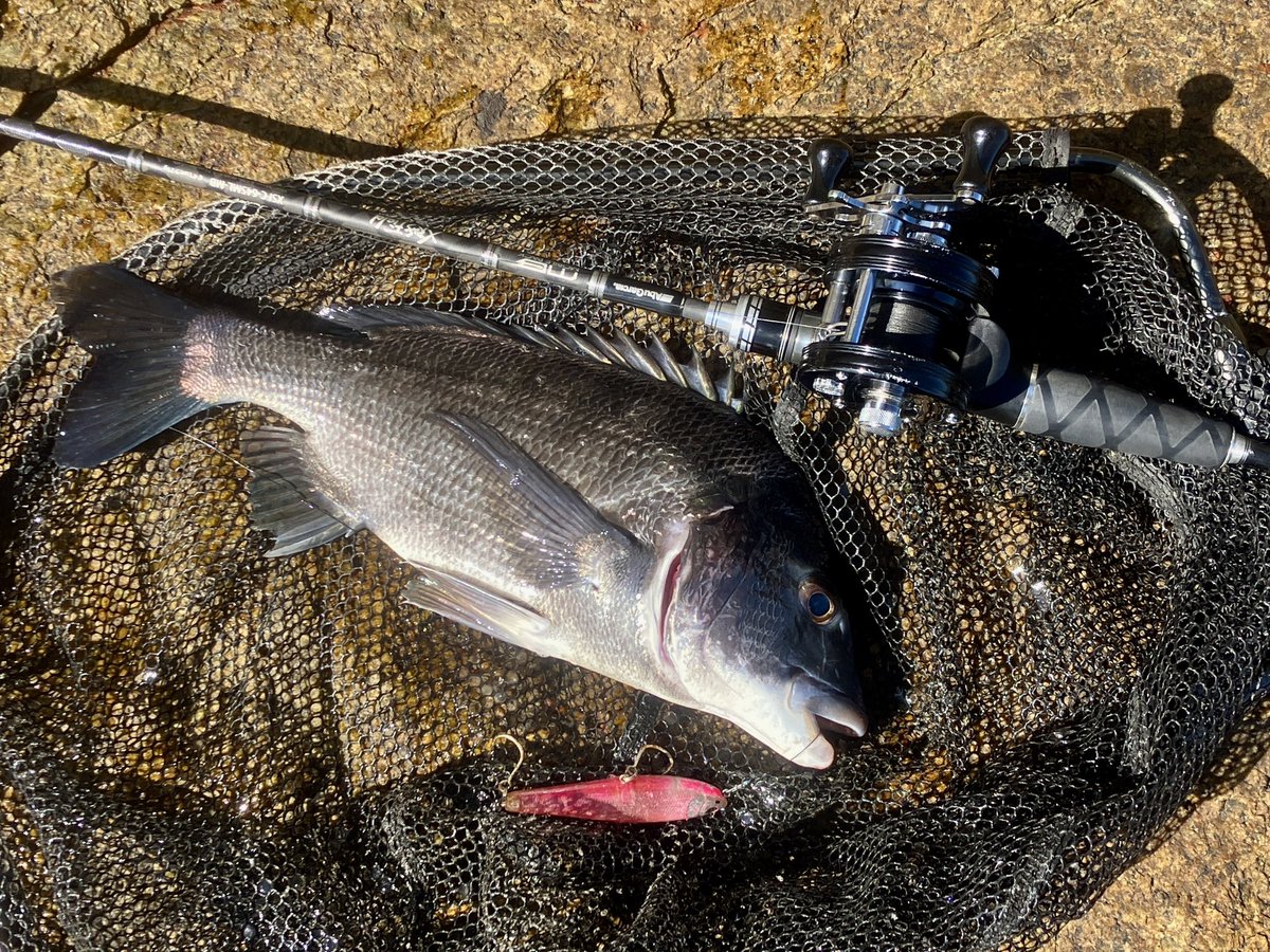 CrossOver12_Abu's tweet photo. シーバスも出るけどシングルフックだとキツイな…トレブルフック使うか。

とりあえずチヌ1枚🎣

#チニング
#ラフトリック90F https://t.co/Op0elNQy9D