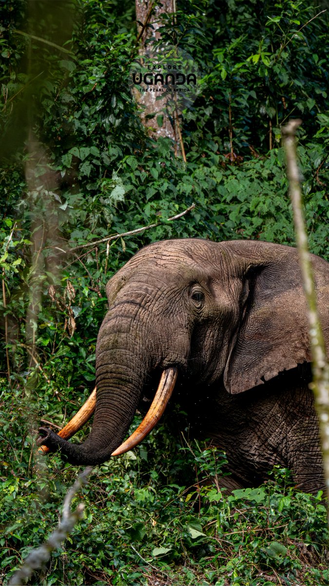 ExploreUganda's tweet photo. 𝟏𝟏:𝟏𝟏 ✨

ᴇʟᴇᴘʜᴀɴᴛ ᴄᴏɴꜰɪᴅᴇɴᴄᴇ ᴏʀ ʟᴇᴏᴘᴀʀᴅ ꜰᴏᴄᴜꜱ?

ᴘɪᴄᴋ ʏᴏᴜʀ ᴍᴏᴏᴅ ꜰᴏʀ ᴛʜɪꜱ #ᴡᴀʟʟᴘᴀᴘᴇʀᴡᴇᴅɴᴇꜱᴅᴀʏ ᴀɴᴅ ɢɪᴠᴇ ʏᴏᴜʀ ʟᴏᴄᴋꜱᴄʀᴇᴇɴ ᴀ ᴅɪꜱᴛɪɴᴄᴛʟʏ ᴜɢᴀɴᴅᴀɴ ʟᴏᴏᴋ.

#ᴇxᴘʟᴏʀᴇᴜɢᴀɴᴅᴀ https://t.co/HmVPds8UR6