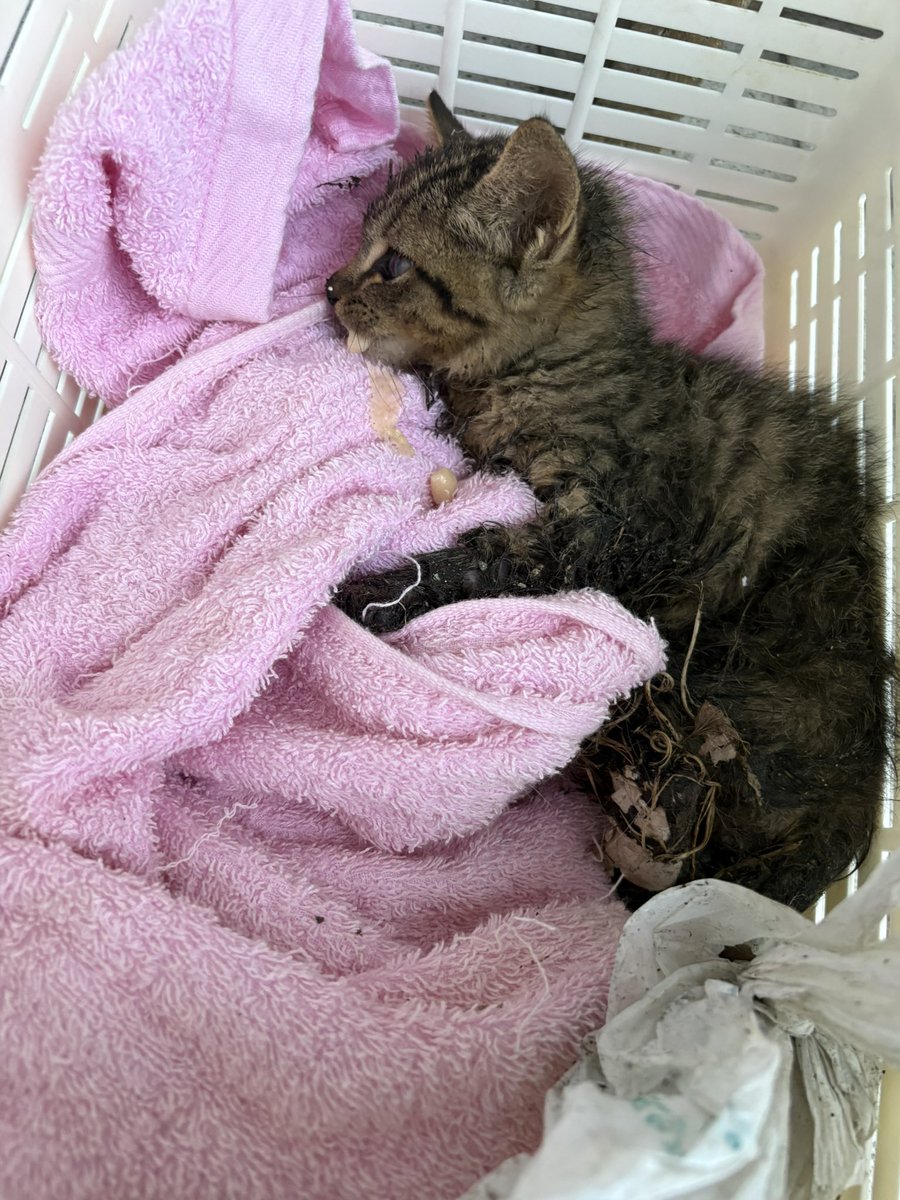 milk1111tea's tweet photo. 捕獲！！
動物病院行ってきます！！ https://t.co/IijOFZ9If2