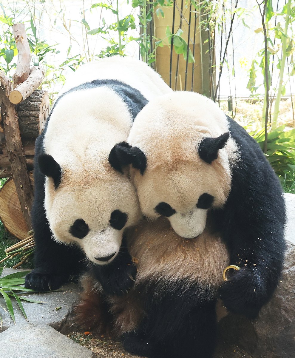 CGTNOfficial's tweet photo. Twin giant pandas Rui Bao and Hui Bao, born in South Korea in July 2023 and currently residing at Everland's Panda Second House, are scheduled to return to China in the third week of December. https://t.co/mYhbxVut4J https://t.co/qqsEqpFQKA