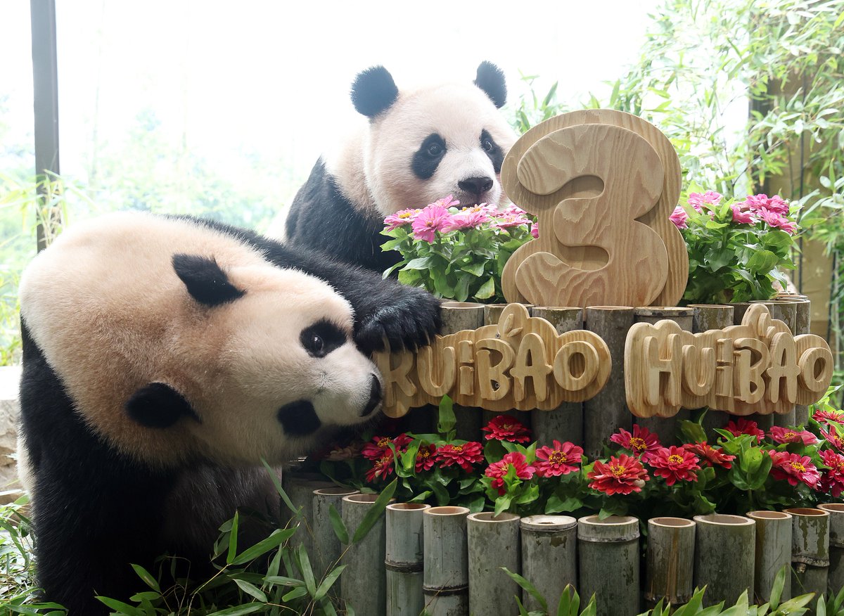 CGTNOfficial's tweet photo. Twin giant pandas Rui Bao and Hui Bao, born in South Korea in July 2023 and currently residing at Everland's Panda Second House, are scheduled to return to China in the third week of December. https://t.co/mYhbxVut4J https://t.co/qqsEqpFQKA