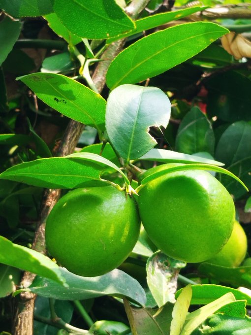 Two unripe green fruits hanging from a leafy green plant branch in natural sunlight.
