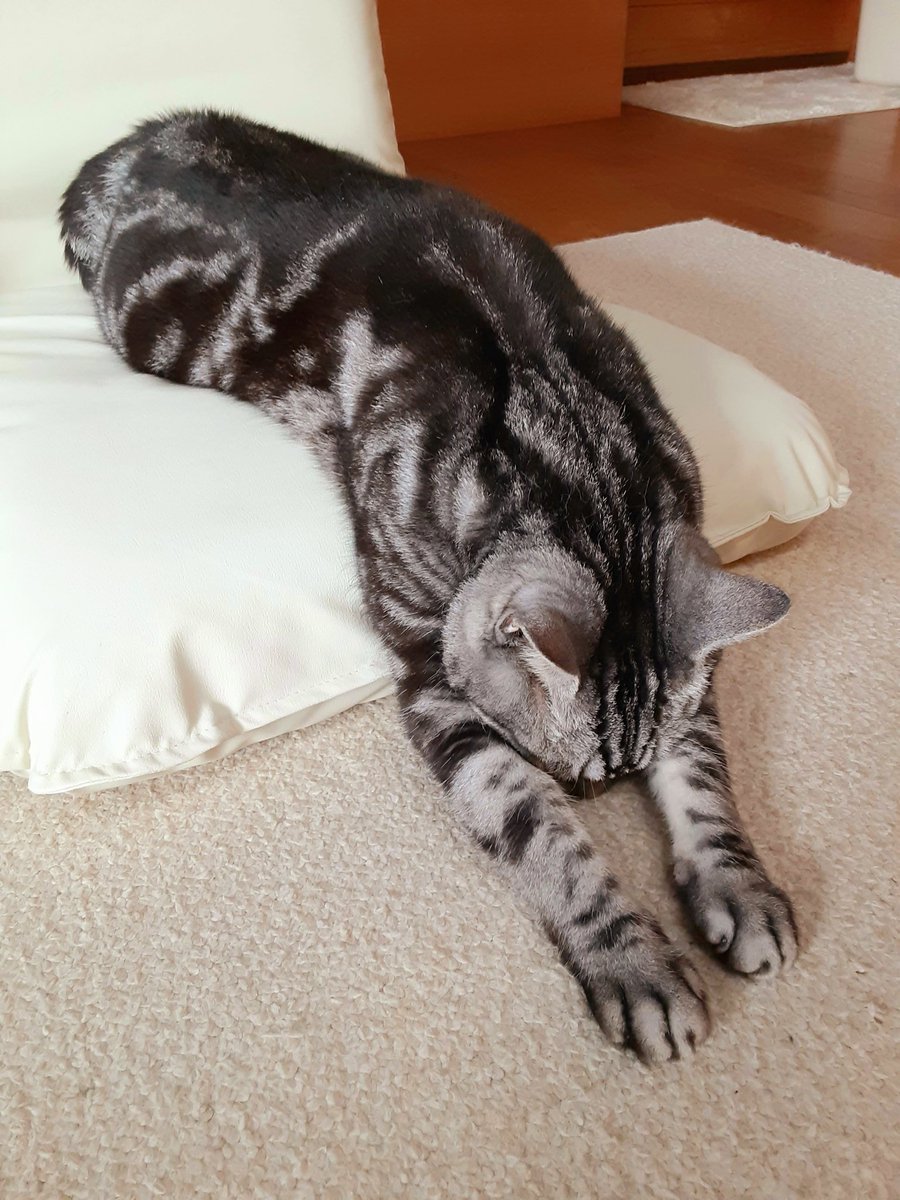 catcafe_chigura's tweet photo. ●重要なお知らせ
諸事情により、
10月1日(木)より、料金を改定させていただきます。
ご理解の程、よろしくお願いいたします🙏

詳細は #ちぐら料金表 からご確認ください。

#新潟　#猫　#猫カフェ
#料金改定　#拡散希望 https://t.co/xuZckMl1an