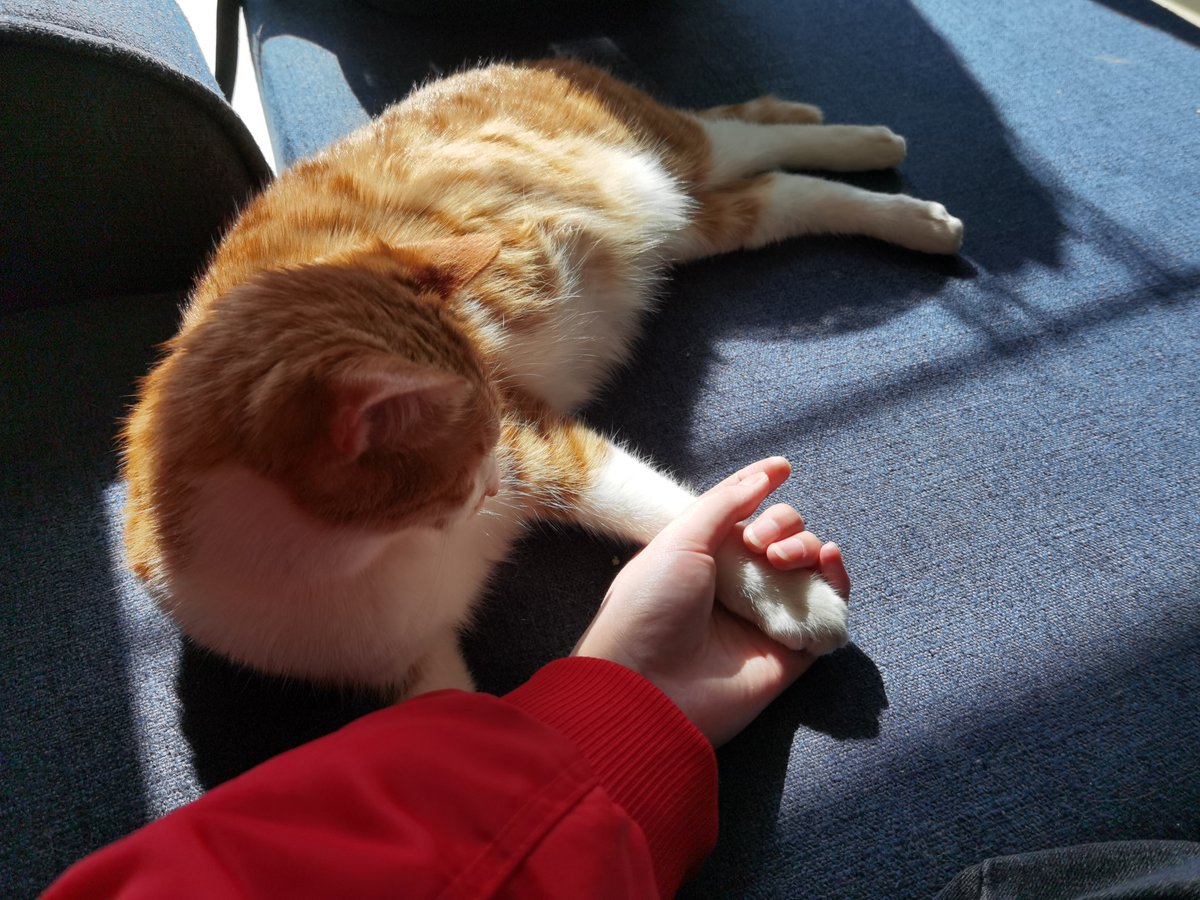 orbov65996269's tweet photo. I held a fresh betel nut, its green husk peeking, and caught a glimpse of a cute kitten through the window, making my day warm. https://t.co/1no9BvHlXD