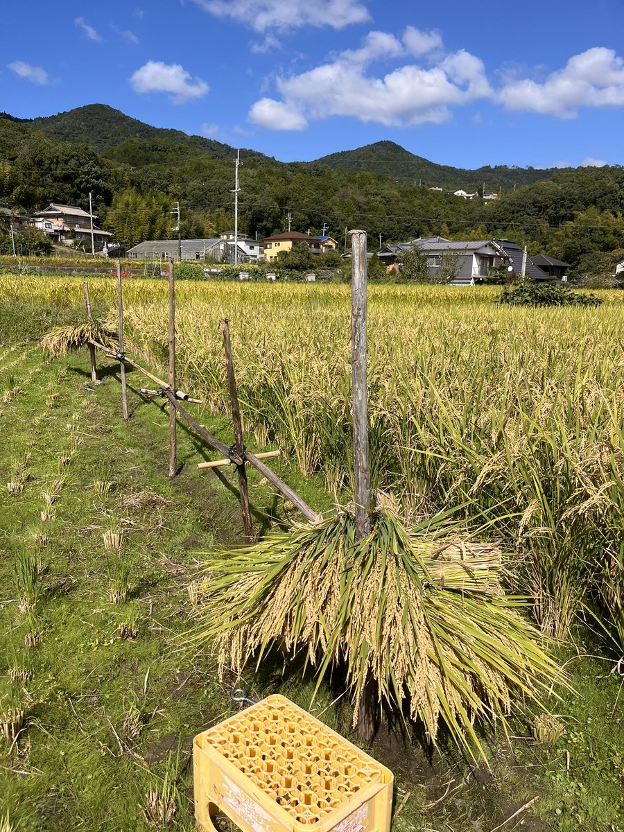miellabofarm's tweet photo. 午後から稲木組んで
バインダーで稲刈り！

最初は順調👍
途中から結束不良。
紐がぐるぐるに巻きついて切れていた。

農機具屋さんに聞いても
これは巻きついた紐を地道に取って行くしかないそう。

この対応に40分くらいかかって
今日は終了。

続きは明日🌾
#稲刈り　#自然農米作り https://t.co/MsF1p4jblQ