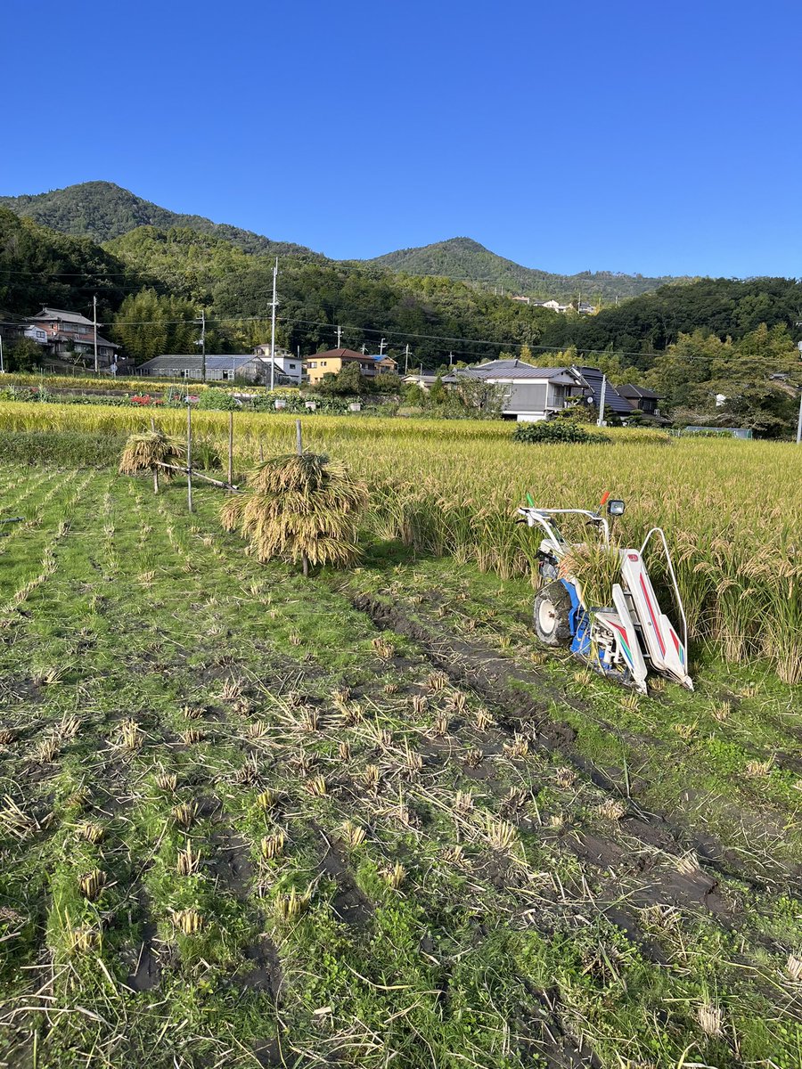 miellabofarm's tweet photo. 午後から稲木組んで
バインダーで稲刈り！

最初は順調👍
途中から結束不良。
紐がぐるぐるに巻きついて切れていた。

農機具屋さんに聞いても
これは巻きついた紐を地道に取って行くしかないそう。

この対応に40分くらいかかって
今日は終了。

続きは明日🌾
#稲刈り　#自然農米作り https://t.co/MsF1p4jblQ