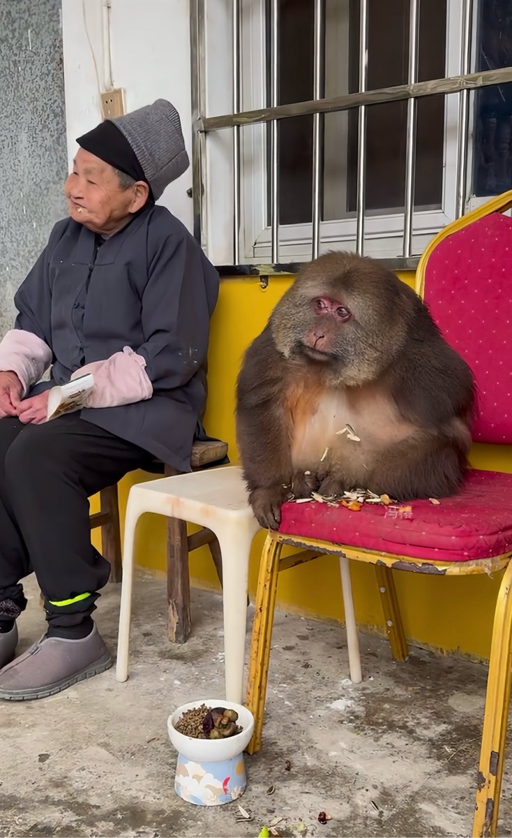 c85fbrix957's tweet photo. A story about the ape who accidentally follows the old noble. https://t.co/jHBupE2dOQ