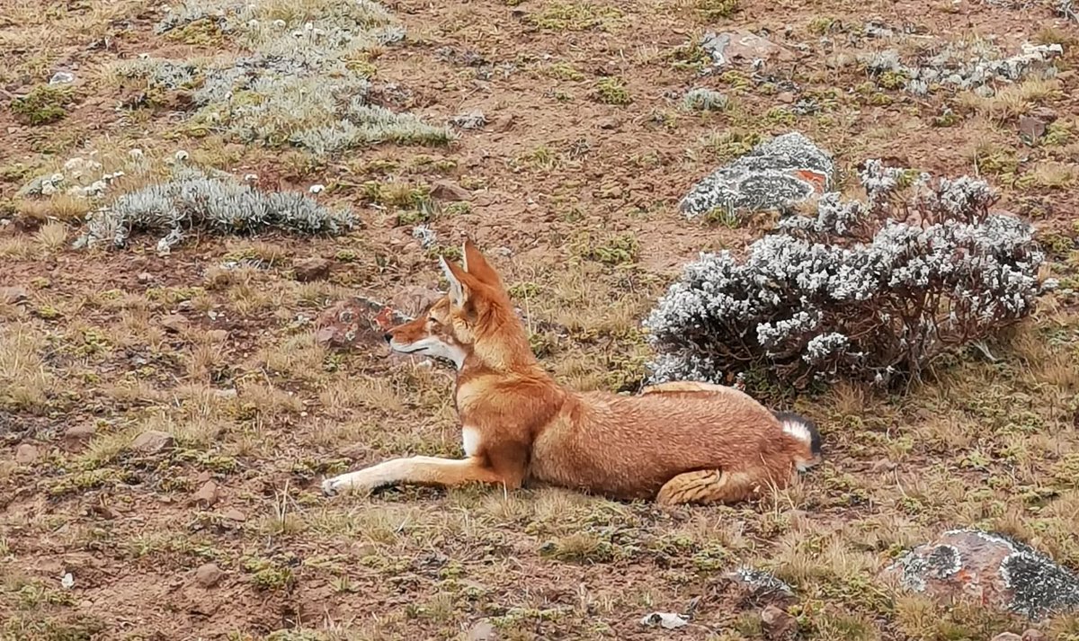 visitethiotours's tweet photo. Chasing Shadows, Finding Soul: The Ultimate Triumph of the Bale Mountains !
https://t.co/Vuyu2RrZXy
#EthiopianWolf #WildlifeConservation #SustainableTourism #EndangeredSpecies #ExploreEthiopia #VisitEthiopia  #AfricaSafari #NatureLovers #BucketListTravel #WildernessCulture https://t.co/y7njpKFEqm