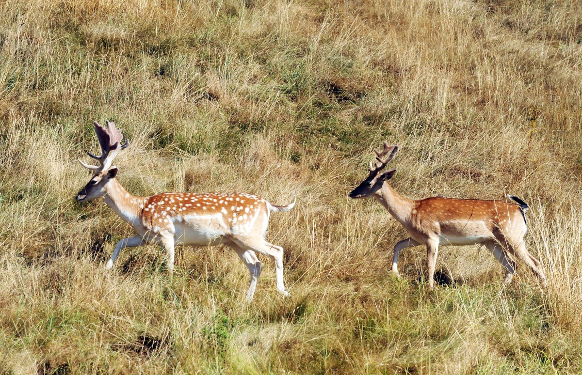 NTDyrhamPark's tweet photo. Thanks to volunteer Barry B for capturing these parkland deer on the move. 🦌🍂🍁
#FallowDeer #Deer #WildlifeWednesday #Autumn https://t.co/Iy6Hr7u1mW