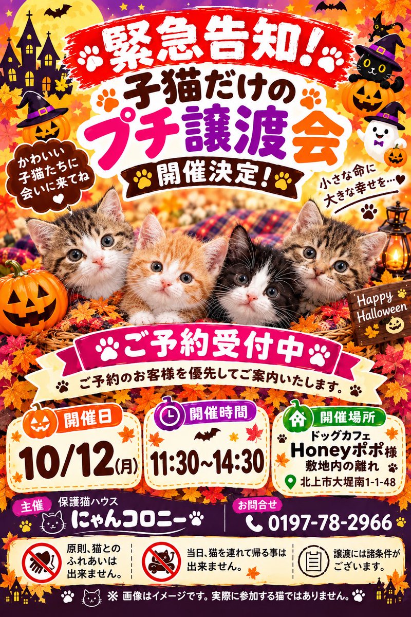 nyancorony's tweet photo. 初の試み！！
子猫達だけのプチ譲渡会
やってみます🐱✨

ぜひ！！ https://t.co/gxXFJCQa7k