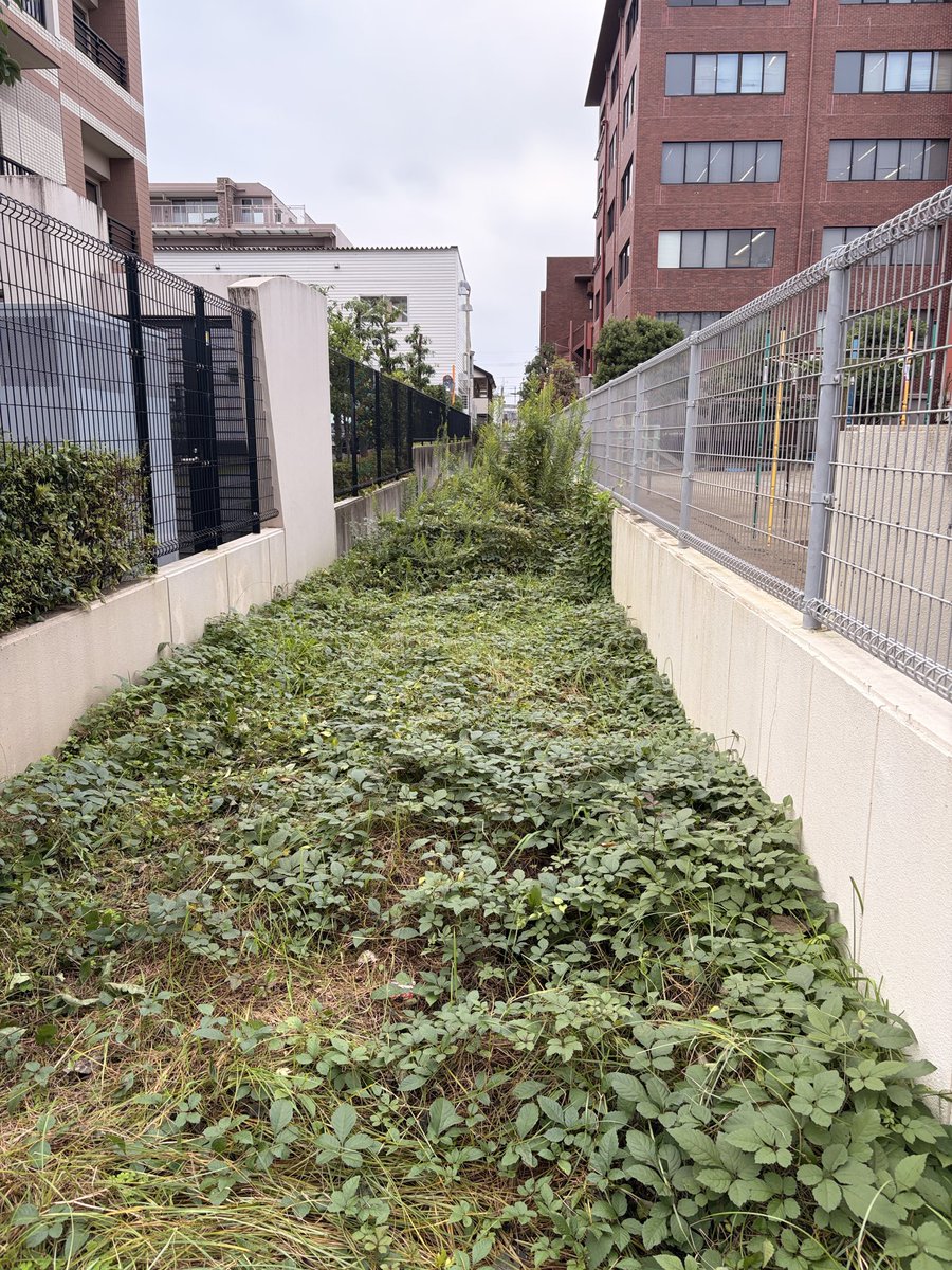 satomana_1's tweet photo. 【地域の除草・清掃について対応を依頼しました】
議会から現地に急行‼️
市民の方からご相談をいただき現地を確認
草が生い茂る場所や排水口付近に落ち葉がたまっている状況を所管に伝え、除草・清掃を依頼しました📝

こうした対応で感じるのは、
『作業の記録を次の管理に活かせないか』ということ

・いつ どこで どんな作業をしたか
・繰り返し対応が必要になる場所はどこか

こうした情報をデータで整理・共有して、季節や現場の状況に合わせた定���的な作業につなげる…

市民の方がその都度相談する手間も、職員の方が確認や手配をする負担も減らしていく🖐️

こういう身近な改善もDXだと思います😊

今ある記録や管理方法を確認しながら、相談への対応を次の改善につなげる仕組みを考えていきたいです

#行政DX
#市民サービスの向上
#批判より改善する議員
