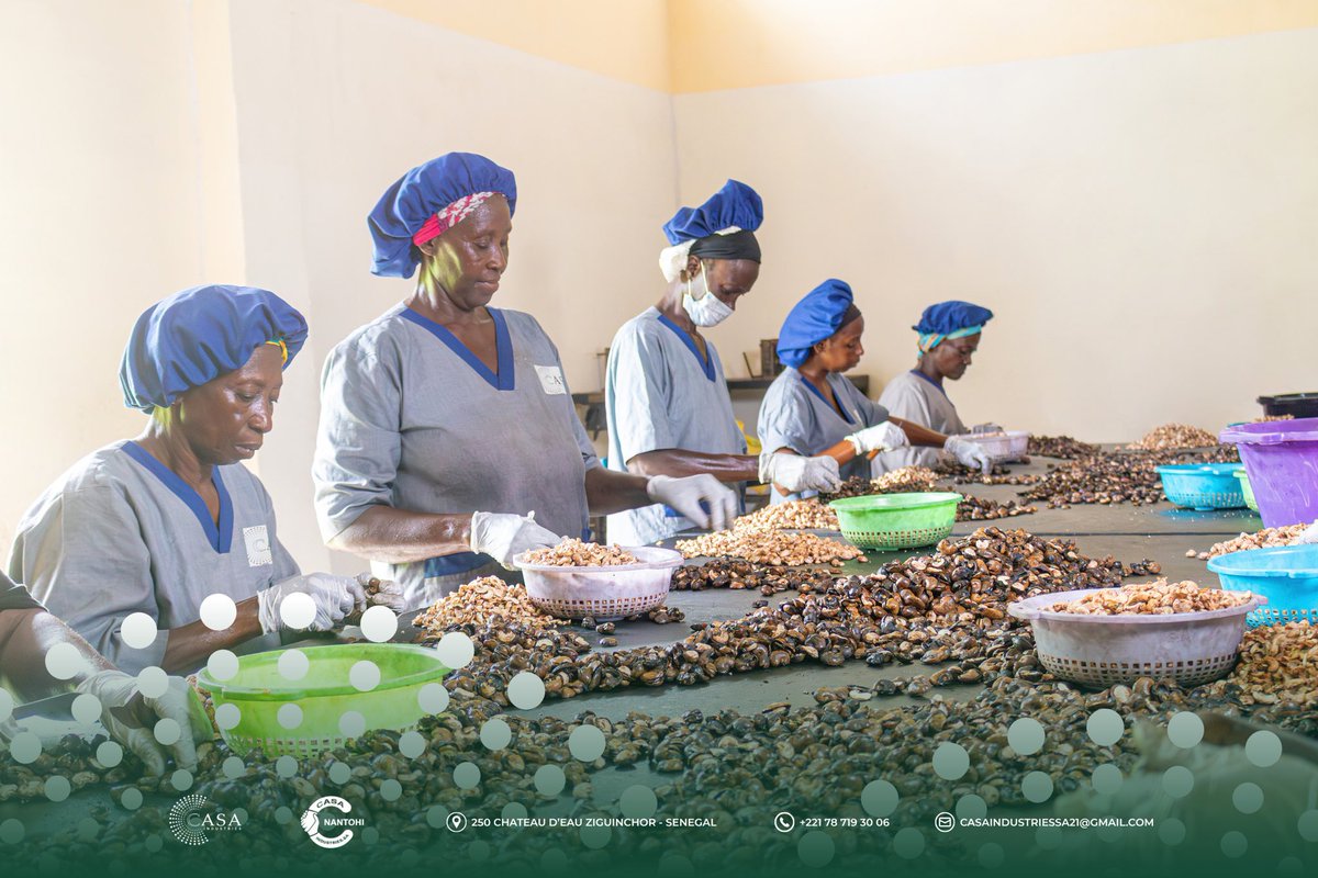 CasaIndustries's tweet photo. La cajou pousse ici. 
Pourquoi ne pas la transformer ici ? 🇸🇳

À Ziguinchor, CASA Industries transforme, produit et crée de la valeur depuis la Casamance.

Ces prochaines semaines, on vous emmène derrière les portes de notre usine.

@Adepme @MelaninKapital @Xavierdiatta #senegal https://t.co/M2iGsrldu1