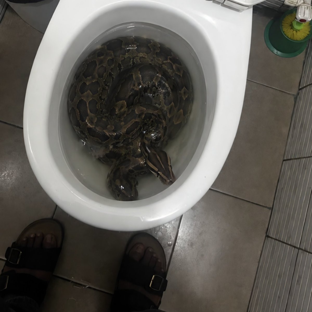 BIGVHEJOE's tweet photo. BREAKING: Abuja resident reportedly discovers a pregnant OS snake inside his toilet this morning. https://t.co/ptPSRl2pm8
