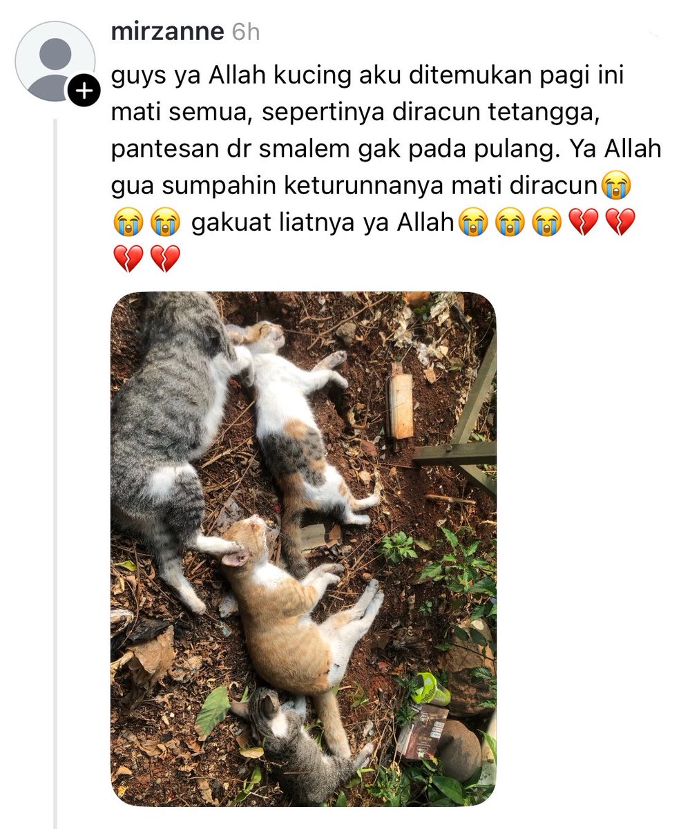 taurosze's tweet photo. Kok bisa ya ada orang yg hatinya jahat? Kalau ga suka sm kucing tuh jgn sampe diracunin woy!

😭😭😭😭😭

As cat lovers sakit hati bgt aku lihat ini
 😭😭😭😭 https://t.co/nJurbRzWor