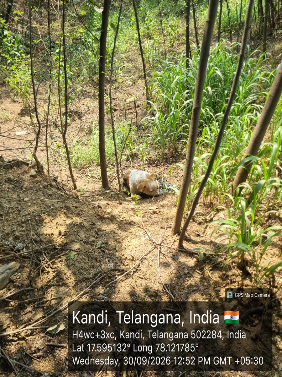PunitaS44575106's tweet photo. THIS IS NOT ENDING.
Yesterday, another community dog was allegedly killed, and the body was found thrown in the jungle behind B Block at IIT Hyderabad.
The photographs and video being shared are deeply disturbing. One of the photographs appears to show the dog limping and bleeding before its death, raising even more serious questions about what happened to this animal and whether it received any medical attention.
Who killed this dog? Who authorised it? Who transported and dumped the body? Why was an injured, bleeding animal not given immediate veterinary care?
These are questions that demand an immediate and independent investigation.
IIT Hyderabad must preserve all CCTV footage and other evidence, identify those responsible, and ensure that any action taken against community dogs is lawful and humane.
An educational institution cannot allow cruelty, disappearance or killing of animals to become a method of managing community dogs.
The photographs and video are being shared as evidence and for the attention of the concerned authorities.
We demand answers. We demand accountability. We demand justice for this voiceless life.
#IITHyderabad #AnimalRights #AnimalWelfare #CommunityDogs #StopAnimalCruelty #JusticeForAnimals #Accountability #SaveCommunityDogs