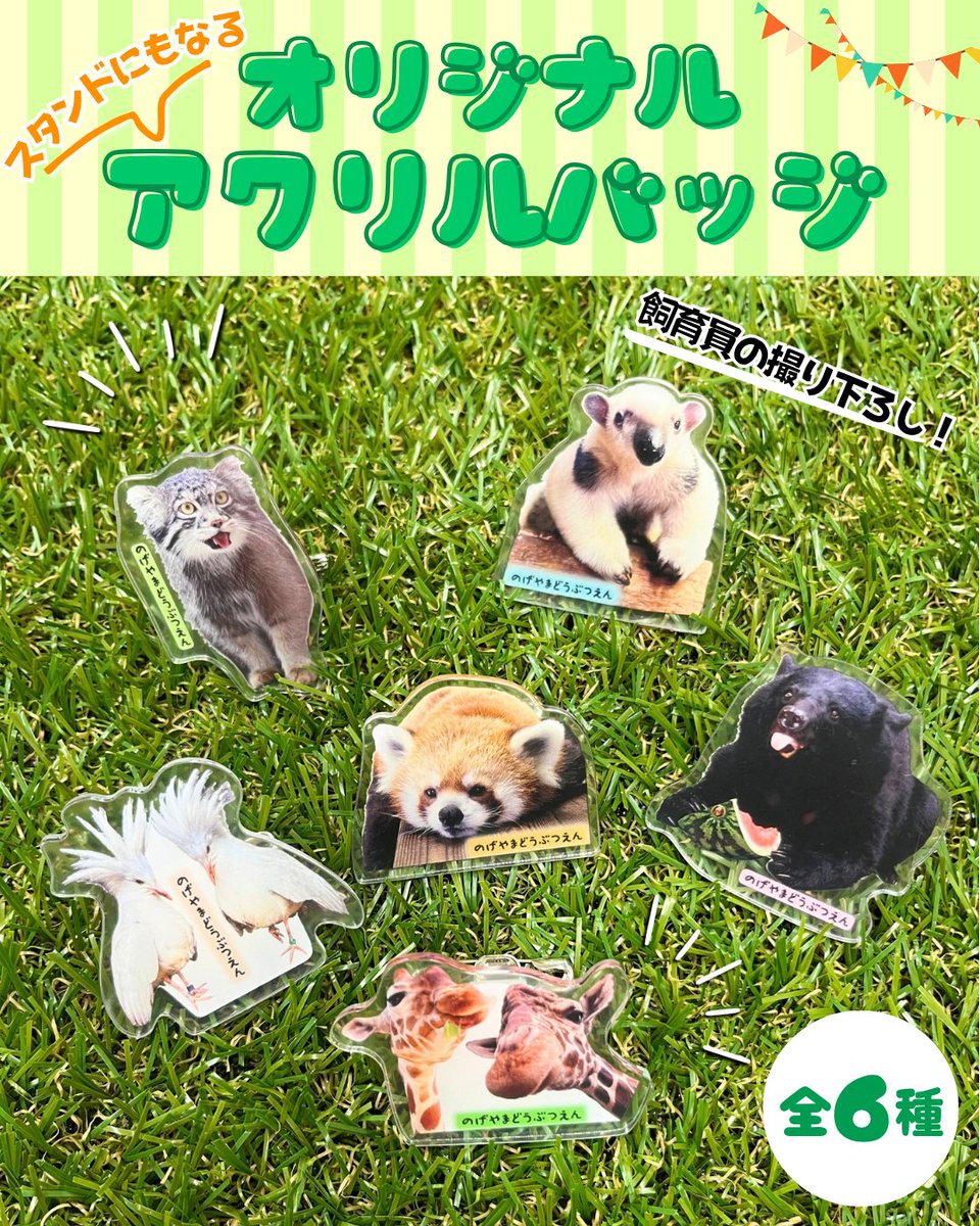 nogeyamazoo401's tweet photo. 【寄付して応援！#野毛山動物園 応援 #カプセルトイ】
明日10/1(木)からのカプセルトイには「オリジナルアクリルバッジ」が登場！
飼育員撮り下ろしの写真付きバッジはなんと、クリップやスタンドにもなる3WAY仕様📷
色々なところで記念撮影するのにピッタリです！
#FirstZOO #子どもとおでかけ https://t.co/ZK64e3JGPd