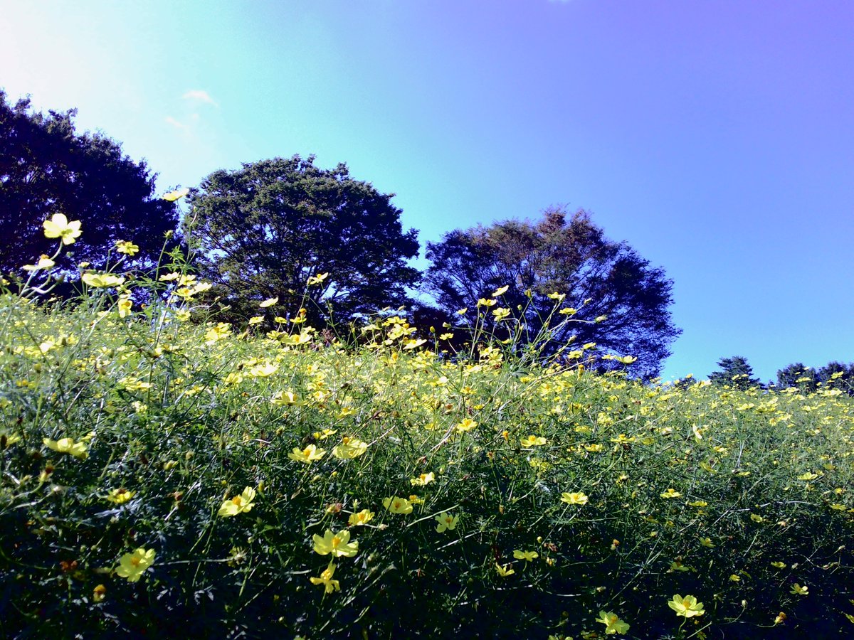 silkrenka's tweet photo. 昭和記念公園といえば秋のコスモスが有名ですが、今の時期はキバナコスモスがとてもキレイですわ！　今年はあいにくの雨続きでしたけれど、たまの晴れ間がその分ありがたく感じられました。 https://t.co/oPl1lrsR2u