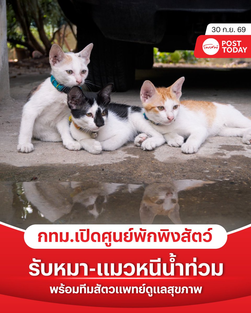 PostToday's tweet photo. กรุงเทพมหานครเปิดศูนย์ควบคุมสุนัขกรุงเทพมหานคร เขตประเวศ เป็นพื้นที่พักพิงชั่วคราวสำหรับสุนัขและแมวที่ได้รับผลกระทบจากน้ำท่วม ทั้งสัตว์เลี้ยงและสัตว์จรจัดที่มีผู้ดูแล พร้อมตรวจสุขภาพและดูแลรักษาระหว่างรอสถานการณ์คลี่คลาย
.
เบื้องต้น กทม.ขนย้ายสัตว์จากเขตคันนายาว บางกะปิ และประเวศเข้าสู่พื้นที่ปลอดภัยแล้ว 23 ตัว ผู้ประสบภัยสามารถประสานสำนักงานเขตหรือเครือข่ายช่วยเหลือสัตว์เพื่อนำสัตว์เข้าฝากได้ อ่านต่อถึงเงื่อนไขการรับฝาก เอกสารที่ต้องเตรียม ช่องทางติดต่อ และขั้นตอนรับสัตว์กลับเมื่อพื้นที่ปลอดภัย
.
#น้องหมา
#แมว
#น้ำท่วม
#กทม.
#สุนัข 
#โพสต์ทูเดย์
#Posttoday