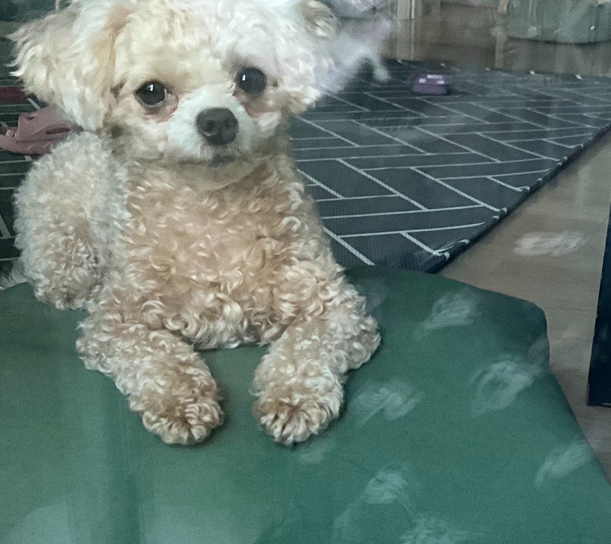 ffutu_wjrdu's tweet photo. 아니 구라 안치고,,,,,,, 근데 내 핸드폰도 거실에 있고,,,강아지도 거실에있고,,,, 가족들은 장례식장가서 언제올지모름 어카지 나 베란다에 주저앉아있고 강아지가 나 구경함 https://t.co/xdDTVZpWcn