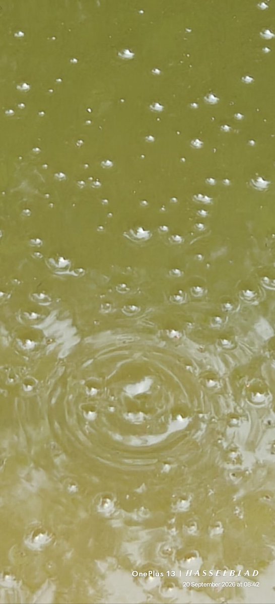 WIHUMADS's tweet photo. Methane Bubbles emerging from Stagnant Rainwater, a visible sign of Anaerobic Decomposition in flooded Soil. 🫧🫧 https://t.co/llQEv01FP5