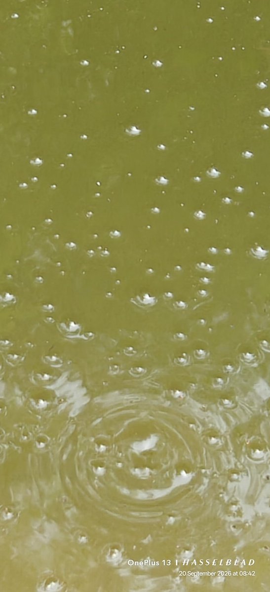 WIHUMADS's tweet photo. Methane Bubbles emerging from Stagnant Rainwater, a visible sign of Anaerobic Decomposition in flooded Soil. 🫧🫧 https://t.co/llQEv01FP5