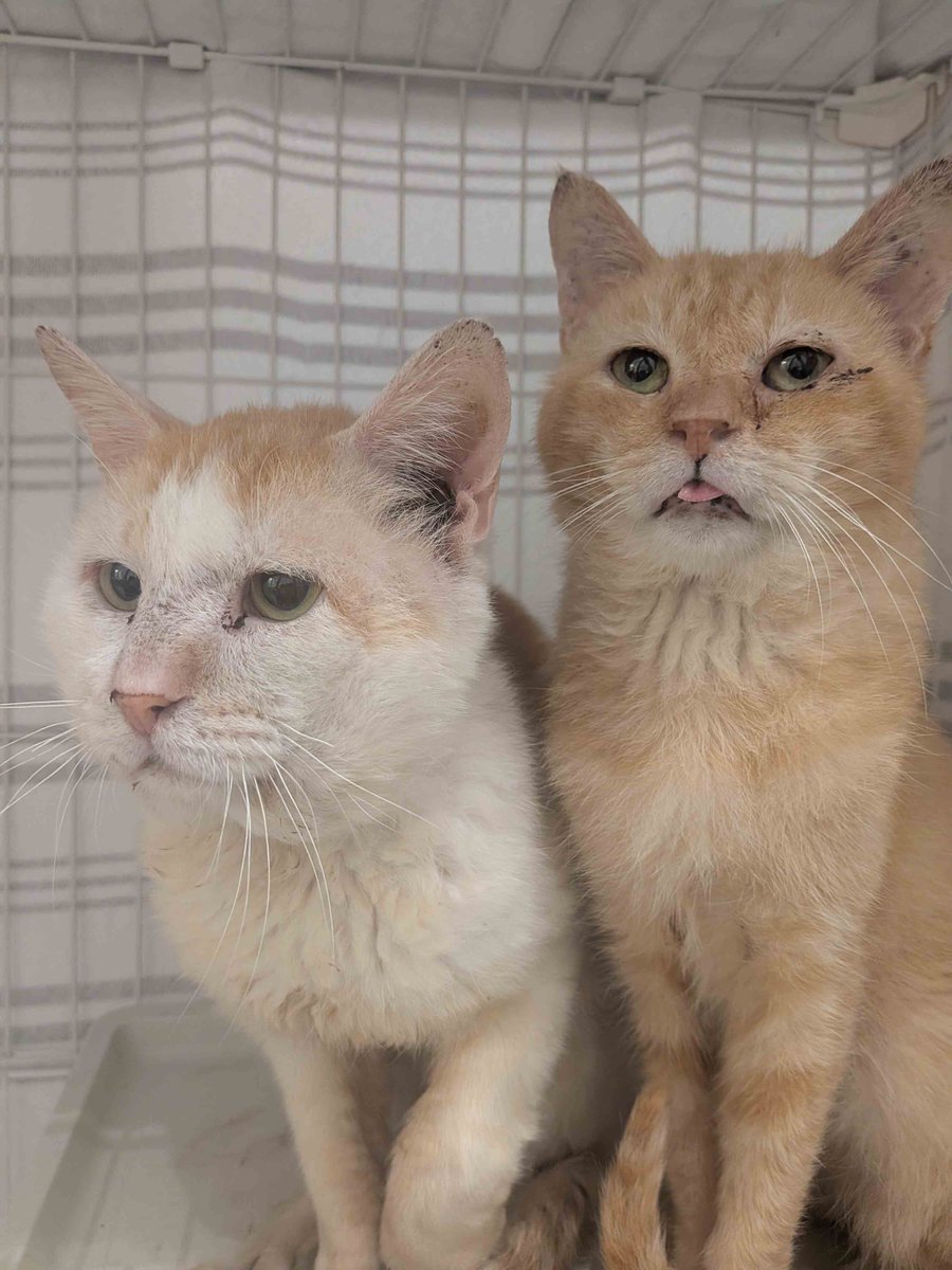 sapporo_dobutsu's tweet photo. 皆様のご協力で、この1週間で多頭飼育崩壊から保護した猫たちなんと計30匹に新しい家族が決まりました！ご縁を繋いでくださった皆様、ありがとうございます✨
センターにはまだ43匹の猫たちがいます。シニアやシャイな子も多いですが、魅力たっぷりな子たちです🐾引き続き飼い主さんを募集しています！ https://t.co/rikoV5nUMw