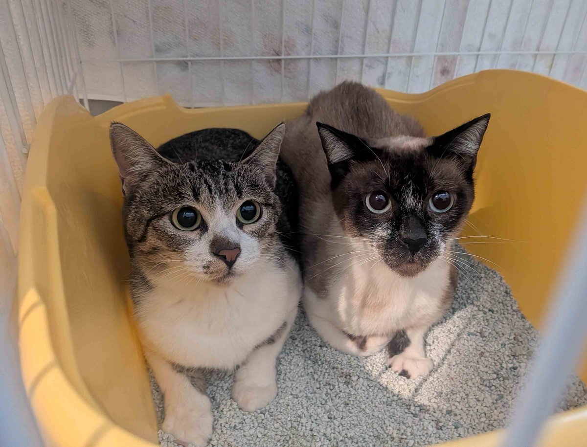 sapporo_dobutsu's tweet photo. 皆様のご協力で、この1週間で多頭飼育崩壊から保護した猫たちなんと計30匹に新しい家族が決まりました！ご縁を繋いでくださった皆様、ありがとうございます✨
センターにはまだ43匹の猫たちがいます。シニアやシャイな子も多いですが、魅力たっぷりな子たちです🐾引き続き飼い主さんを募集しています！ https://t.co/rikoV5nUMw