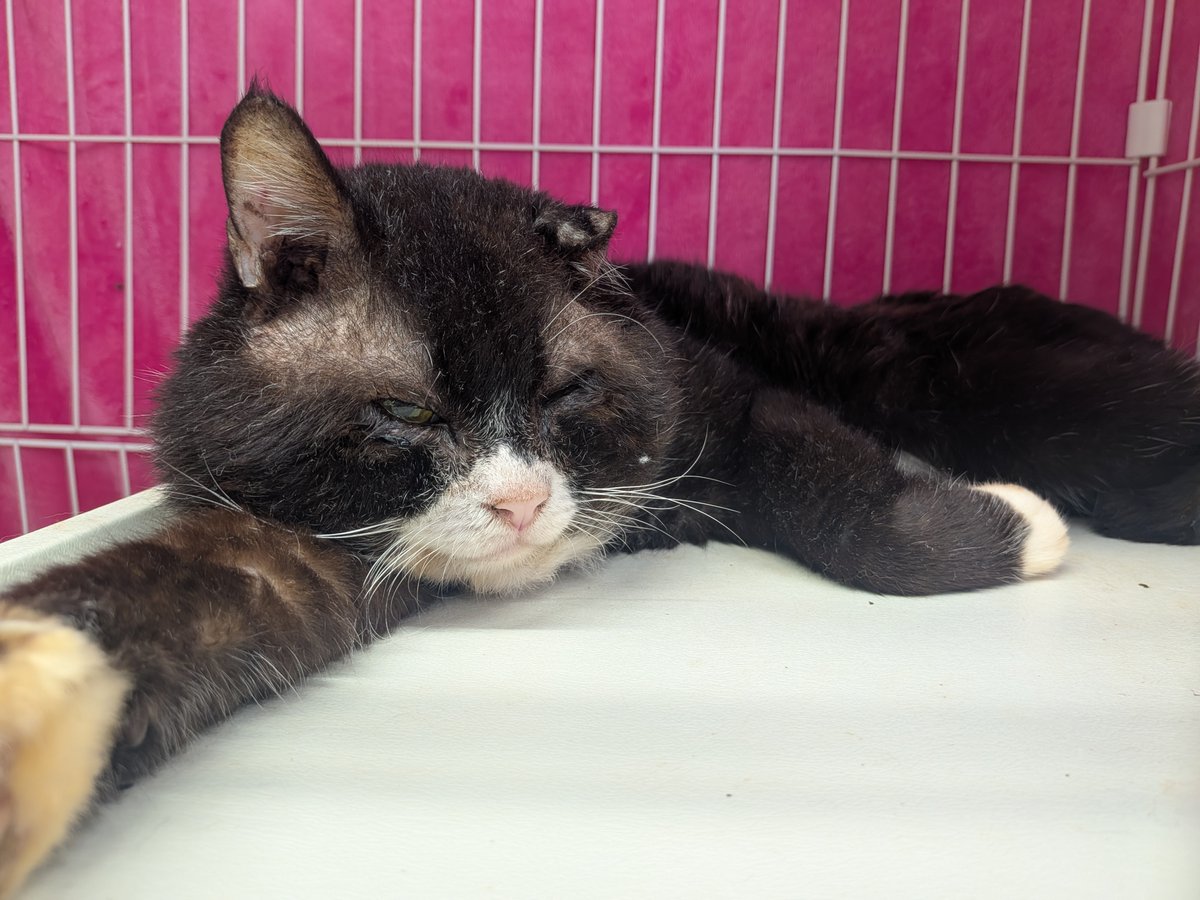 sapporo_dobutsu's tweet photo. 皆様のご協力で、この1週間で多頭飼育崩壊から保護した猫たちなんと計30匹に新しい家族が決まりました！ご縁を繋いでくださった皆様、ありがとうございます✨
センターにはまだ43匹の猫たちがいます。シニアやシャイな子も多いですが、魅力たっぷりな子たちです🐾引き続き飼い主さんを募集しています！ https://t.co/rikoV5nUMw
