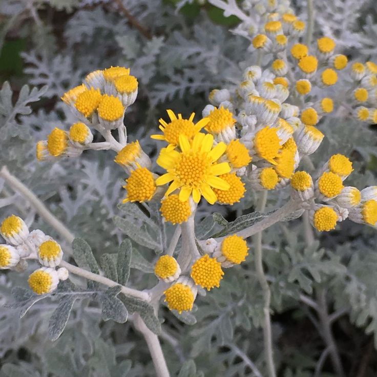 TheBiotaDiary's tweet photo. Silver Ragwort is so surreal, isn't it?

#silverragwort #flower #diary https://t.co/OXXaiIBF8g