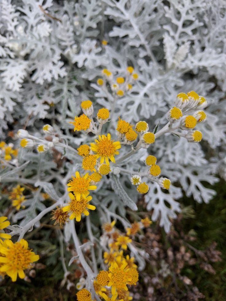 TheBiotaDiary's tweet photo. Silver Ragwort is so surreal, isn't it?

#silverragwort #flower #diary https://t.co/OXXaiIBF8g