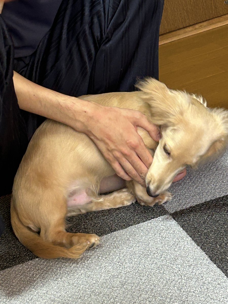 pasta_Lucas's tweet photo. 視界に入るもの全て噛む🐶 https://t.co/u5wk2gqs4b