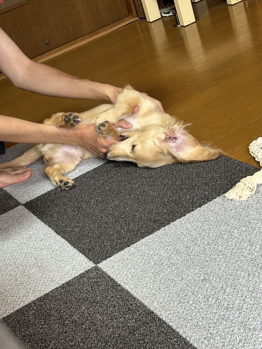 pasta_Lucas's tweet photo. 視界に入るもの全て噛む🐶 https://t.co/u5wk2gqs4b