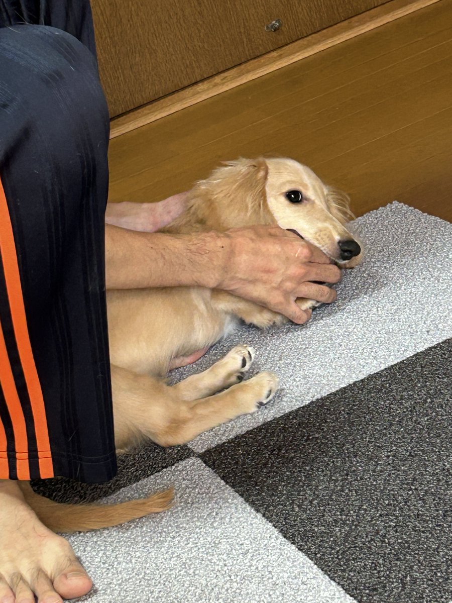 pasta_Lucas's tweet photo. あぐー https://t.co/4MtkYAOXr1