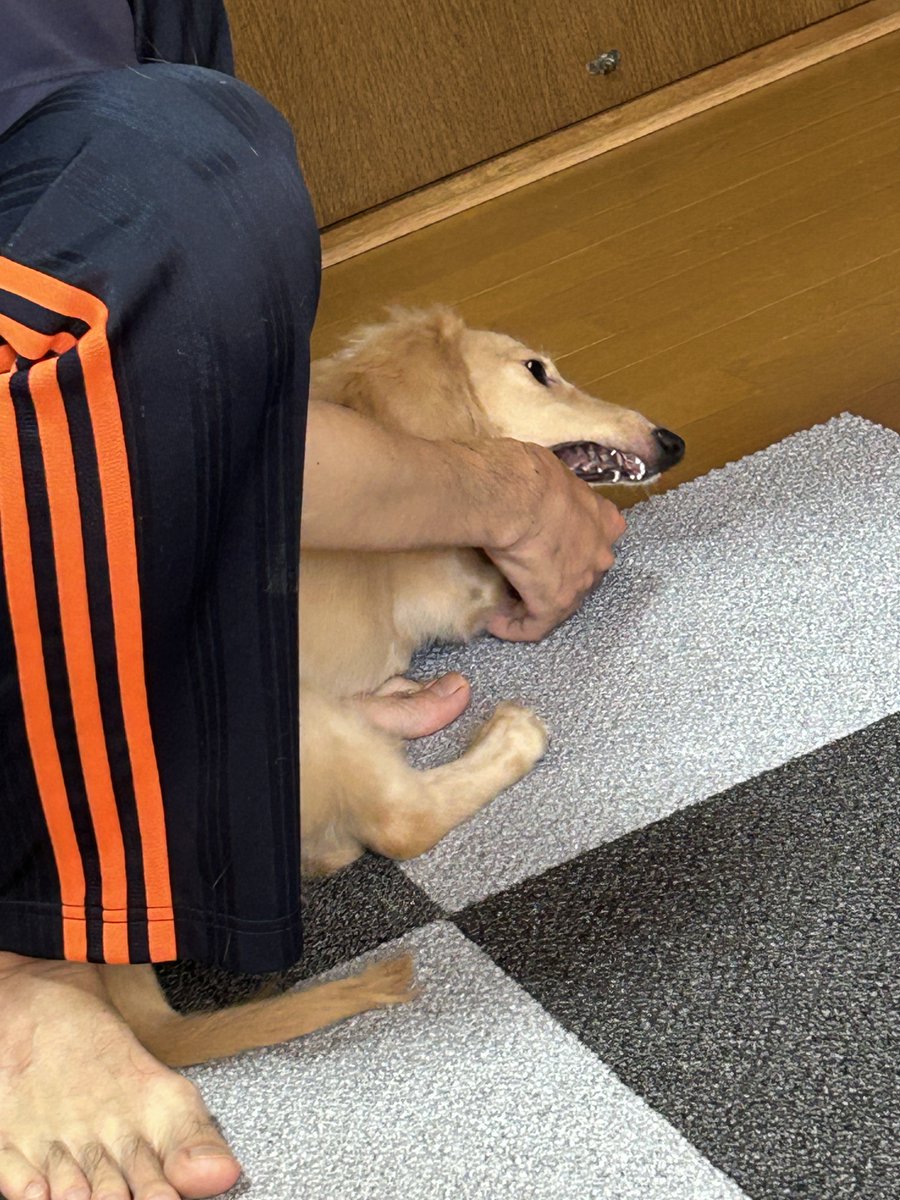 pasta_Lucas's tweet photo. あぐー https://t.co/4MtkYAOXr1