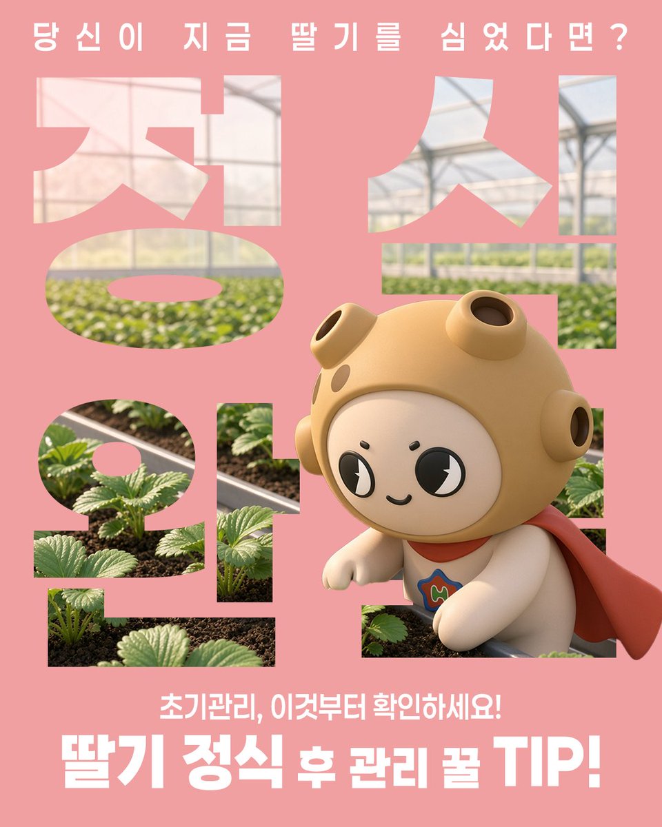 hc_agri_tech's tweet photo. 🍓 딸기 정식 후 첫 2주가 중요해요!

잎따기는 잠시 자제하고 뿌리 활착을 살펴주세요.
하우스 환기·차광, 배지 수분 관리도 함��� 챙겨요. 🌱

자세한 내용은 블로그에서 확인하세요!
🔗 https://t.co/sBHrBc6JRF

#딸기정식 #딸기재배 #합천농업 https://t.co/3A0fhRKYrU