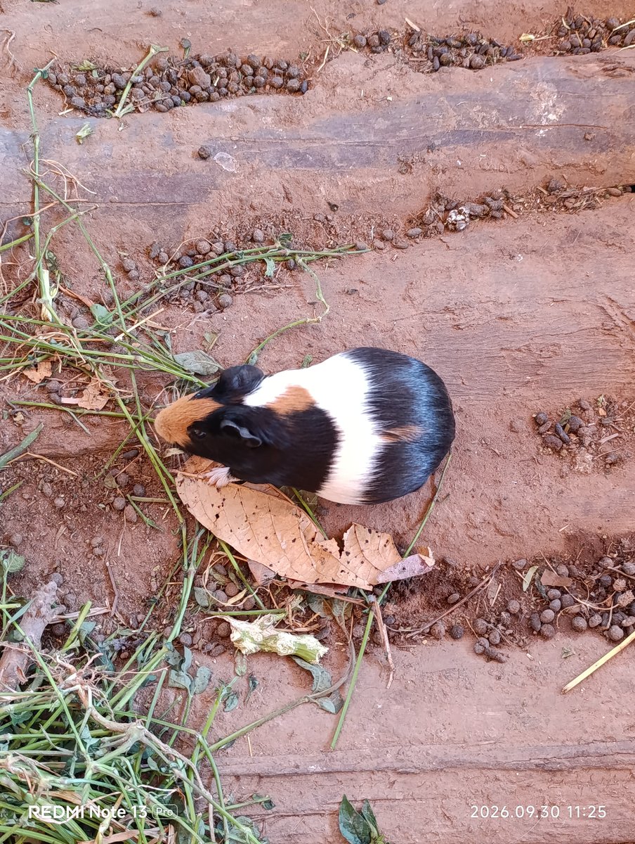faraja_zungu's tweet photo. Nyama yake ni zaidi ya uraibu, usijaribu kabisa 🫵. https://t.co/By95M8y2d0