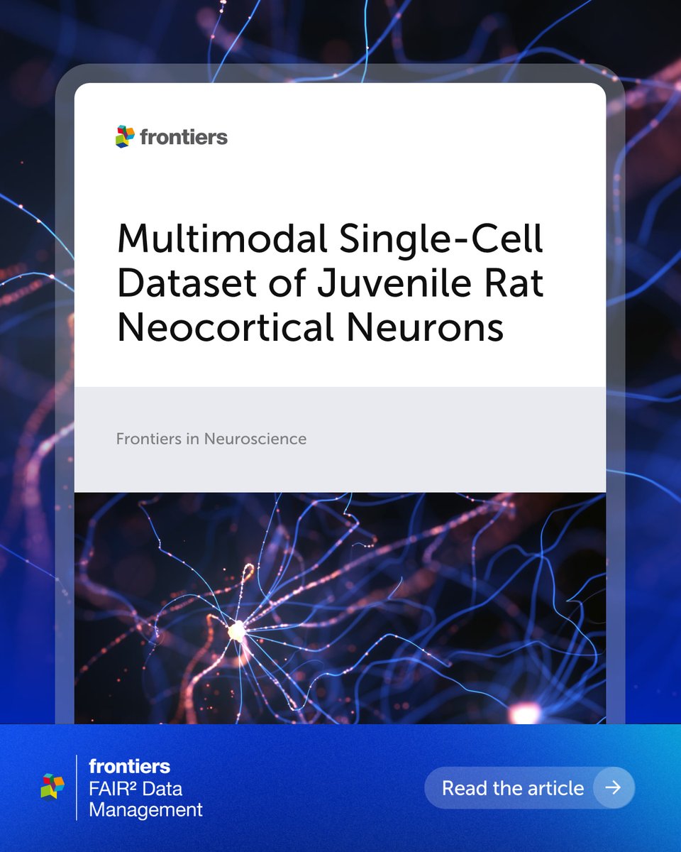 FrontiersIn's tweet photo. A new FAIR² Data article in Frontiers in Neuroscience shares a multimodal dataset from juvenile rat neocortex: 244 reconstructions, 641 recordings and 244 slide images, linked by cell ID. #FAIR2Data

📄 https://t.co/xVcsZTcKxP 
📊 https://t.co/PrWlFNyV7F https://t.co/7lIEykoc2q