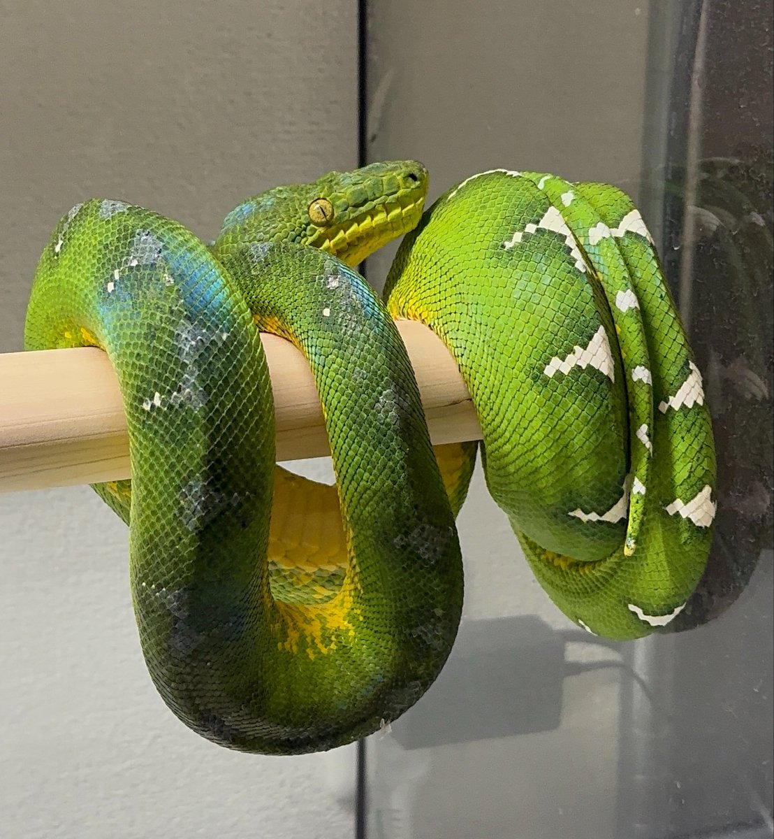 _72816204_'s tweet photo. 緑の蛇ばっか飼育してるから、彼氏ん家行って絨毯の扱い見てると「絨毯はそう言う感じなのか…」「こう言う環境の方がええのか…」と感心する。
意味分からんかも知れへんけど、私からすると絨毯の飼育の方がやっぱ難しいわ… https://t.co/4AZ9mBBUPI