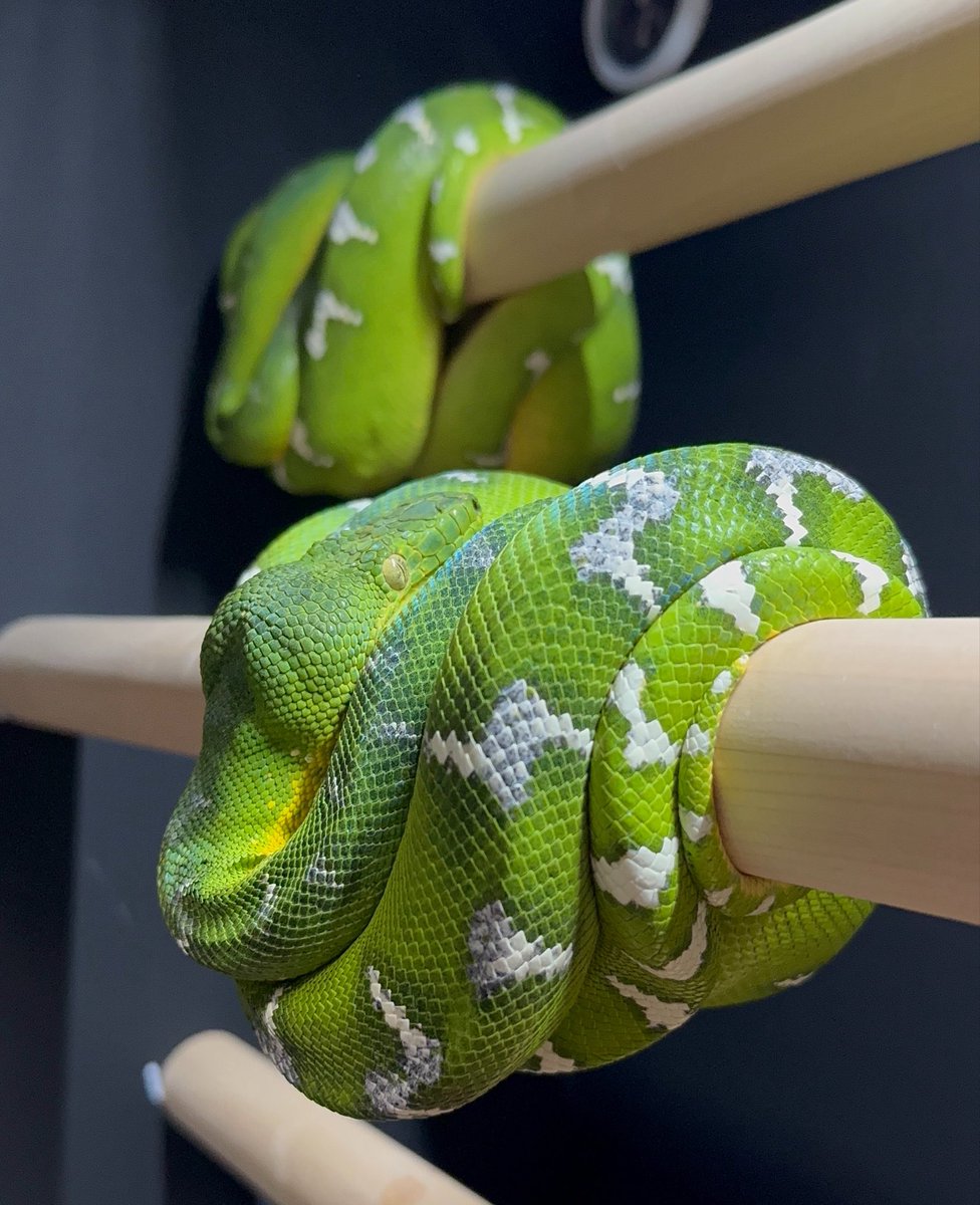 _72816204_'s tweet photo. 緑の蛇ばっか飼育してるから、彼氏ん家行って絨毯の扱い見てると「絨毯はそう言う感じなのか…」「こう言う環境の方がええのか…」と感心する。
意味分からんかも知れへんけど、私からすると絨毯の飼育の方がやっぱ難しいわ… https://t.co/4AZ9mBBUPI