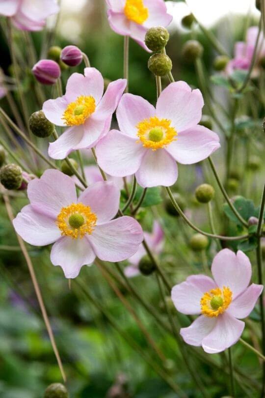 TheBiotaDiary's tweet photo. Pink Japanese anemone ~

#anemone #flower #diary https://t.co/gw0lfYp7UQ
