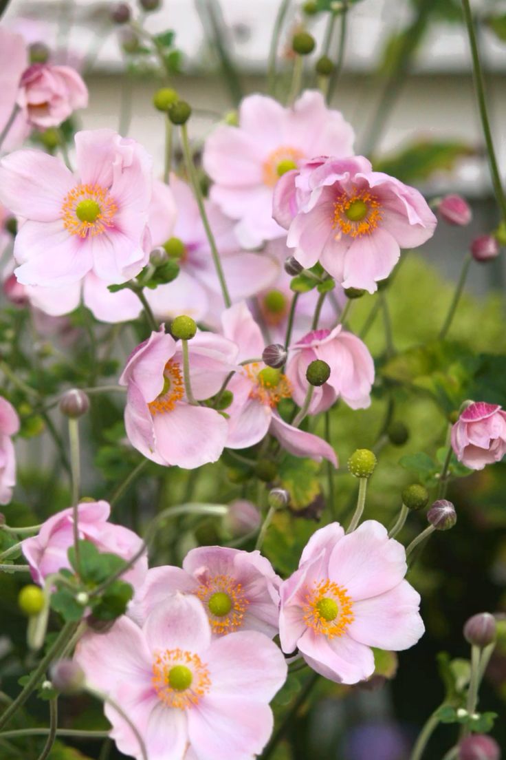 TheBiotaDiary's tweet photo. Pink Japanese anemone ~

#anemone #flower #diary https://t.co/gw0lfYp7UQ