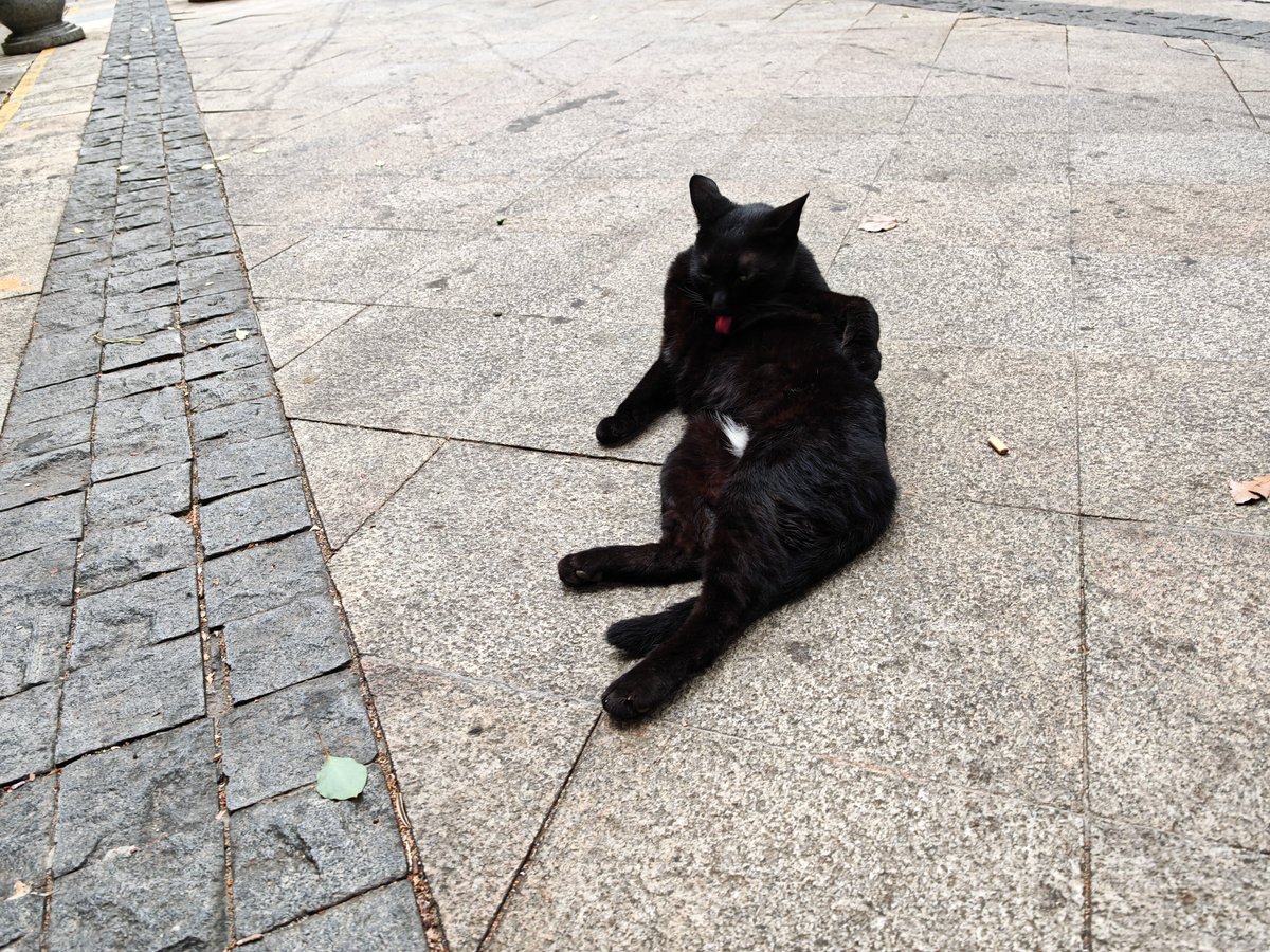 soap_0028's tweet photo. 亲人奶牛猫 https://t.co/fL2Rstw5Nt