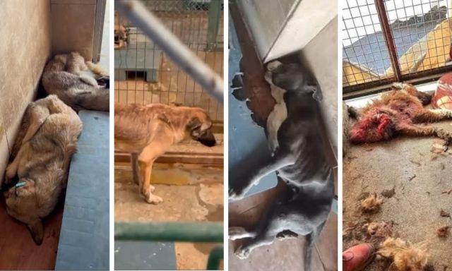 DemirerTemel's tweet photo. #Mamak Barınağı davasında ikinci duruşma BUGÜN: Bilirkişi raporunda ölü hayvanlar, sürüklenen köpekler ve şiddet!
@MamakBelediyesi’ne ait hayvan barınağında yaşanan köpek ölümleri ve kötü muamele 30 Eylül 2026 ikinci kez yargı karşısında. Ankara 50. AsCM’nde @aslialpar haberi https://t.co/8vZ2YOGHOv