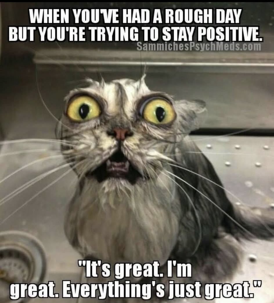 QKitty1776's tweet photo. Yep 😹😹😹 https://t.co/iEXkp5I34N