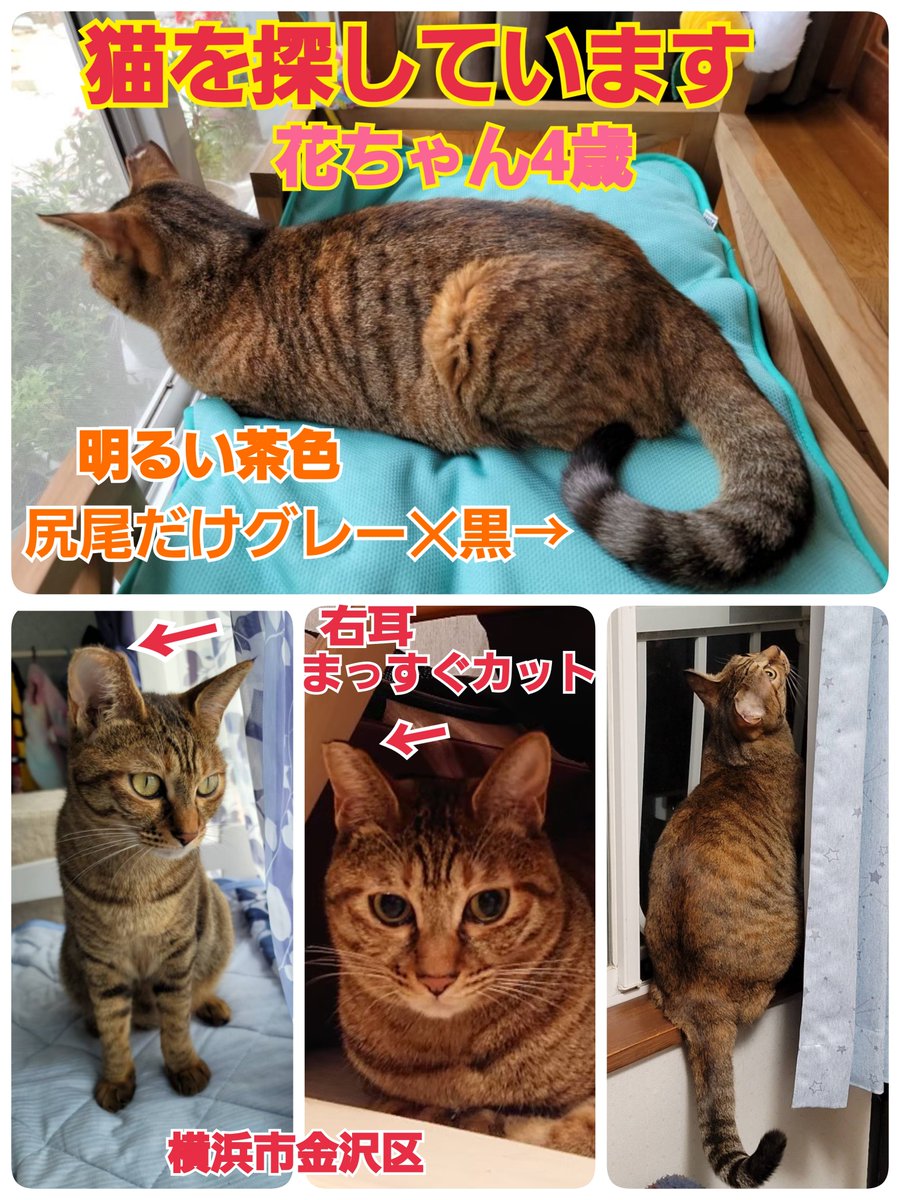 squirrelemi's tweet photo. 猫を探しています。花ちゃん4歳。右耳がまっすぐカット、明るい茶色、長い尻尾だけグレー✕黒の縞々模様です。2024年4月11日横浜市金沢区富岡東の自宅から私の不注意で外に出てしまい迷子のままです。花をずっと探しています。
#猫を探しています
#拡散希望ＲＴお願い致します 
#横浜市金沢区 https://t.co/3UghTvJJjz