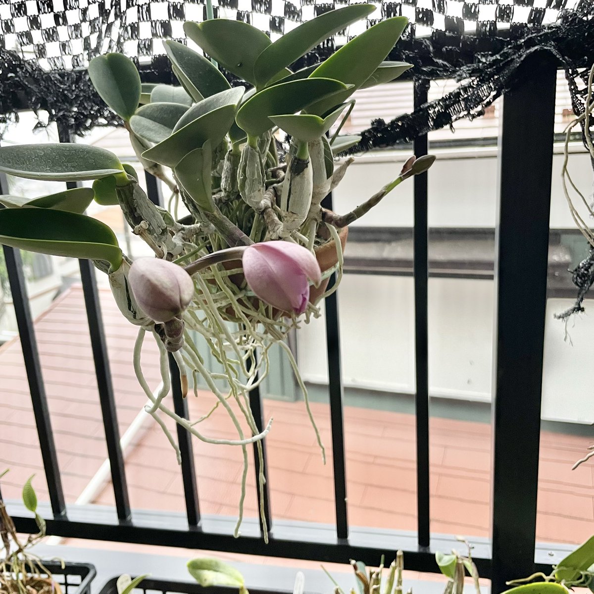 SatoxBenton's tweet photo. C.walkeriana rubra ‘Power’
小さなバルブとバリバリな葉、モリモリの株姿にまるまるの蕾にワルケリアナでは稀なルビー根
毎年少しずつ花形が変わるから過去の花形を上回る事を期待して、
Powerはワルケリアナの醍醐味の全てを備えている
茶話会にて花を堪能出来ます
お申し込みお待ちしております https://t.co/6UgRi4ffsr