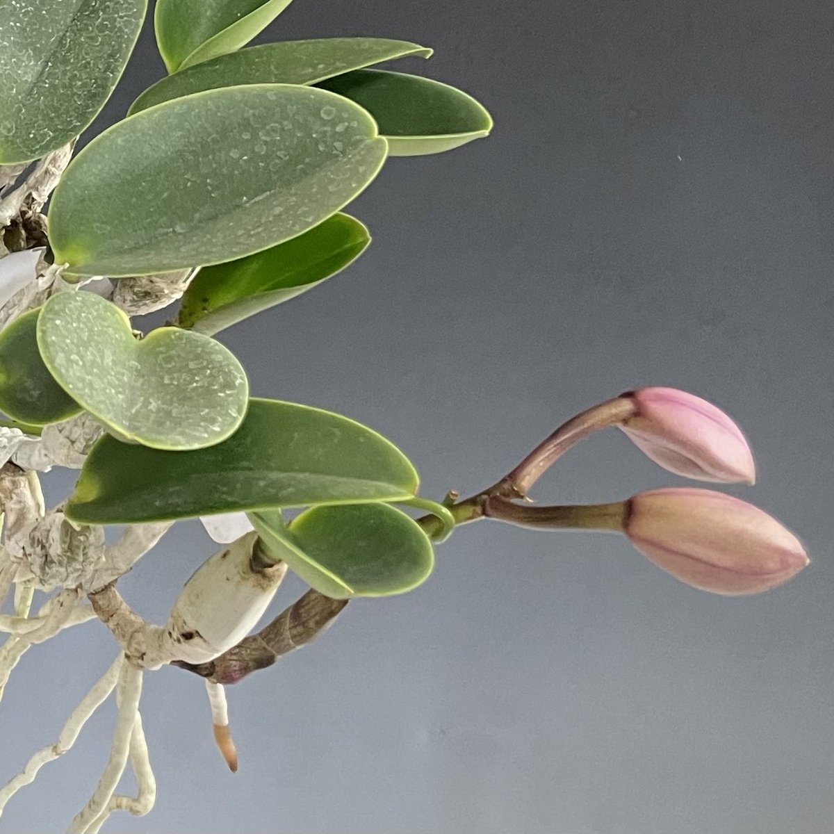 SatoxBenton's tweet photo. C.walkeriana rubra ‘Power’
小さなバルブとバリバリな葉、モリモリの株姿にまるまるの蕾にワルケリアナでは稀なルビー根
毎年少しずつ花形が変わるから過去の花形を上回る事を期待して、
Powerはワルケリアナの醍醐味の全てを備えている
茶話会にて花を堪能出来ます
お申し込みお待ちしております https://t.co/6UgRi4ffsr
