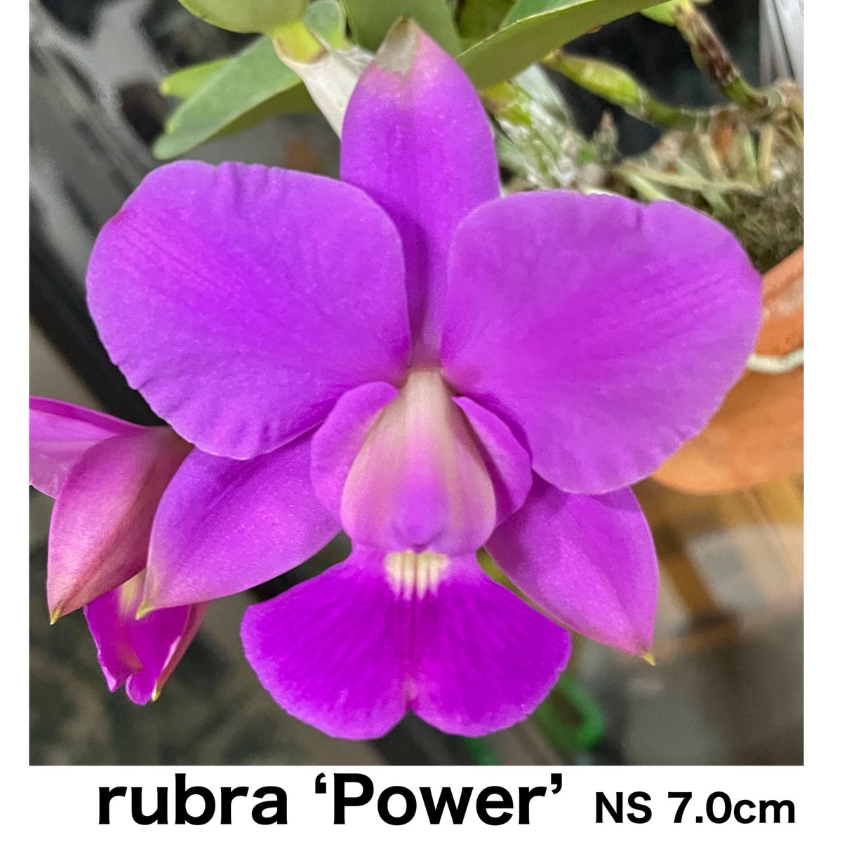 SatoxBenton's tweet photo. C.walkeriana rubra ‘Power’
小さなバルブとバリバリな葉、モリモリの株姿にまるまるの蕾にワルケリアナでは稀なルビー根
毎年少しずつ花形が変わるから過去の花形を上回る事を期待して、
Powerはワルケリアナの醍醐味の全てを備えている
茶話会にて花を堪能出来ます
お申し込みお待ちしております https://t.co/6UgRi4ffsr